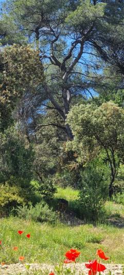 Les Bois De Zola Entre Provence Et Luberon Saint-Esteve-Janson Quarto foto